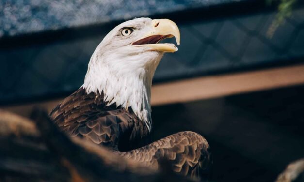 Eagles Across United States Shocked at What They Now Stand For