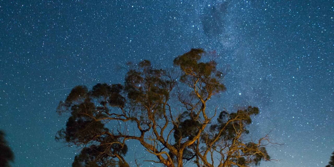 The Oldest Trees on Earth and the Stories They Tell